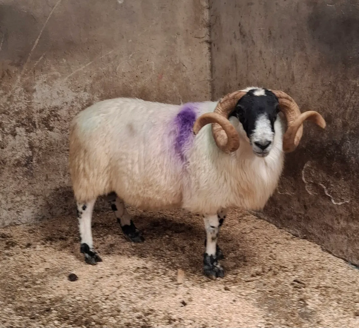 Horned Ram - Image 4