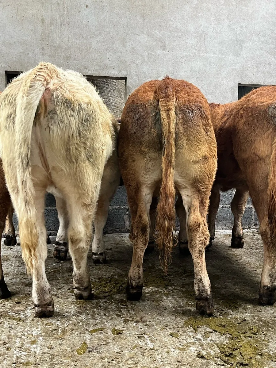 10 super U grade heifers - Image 1