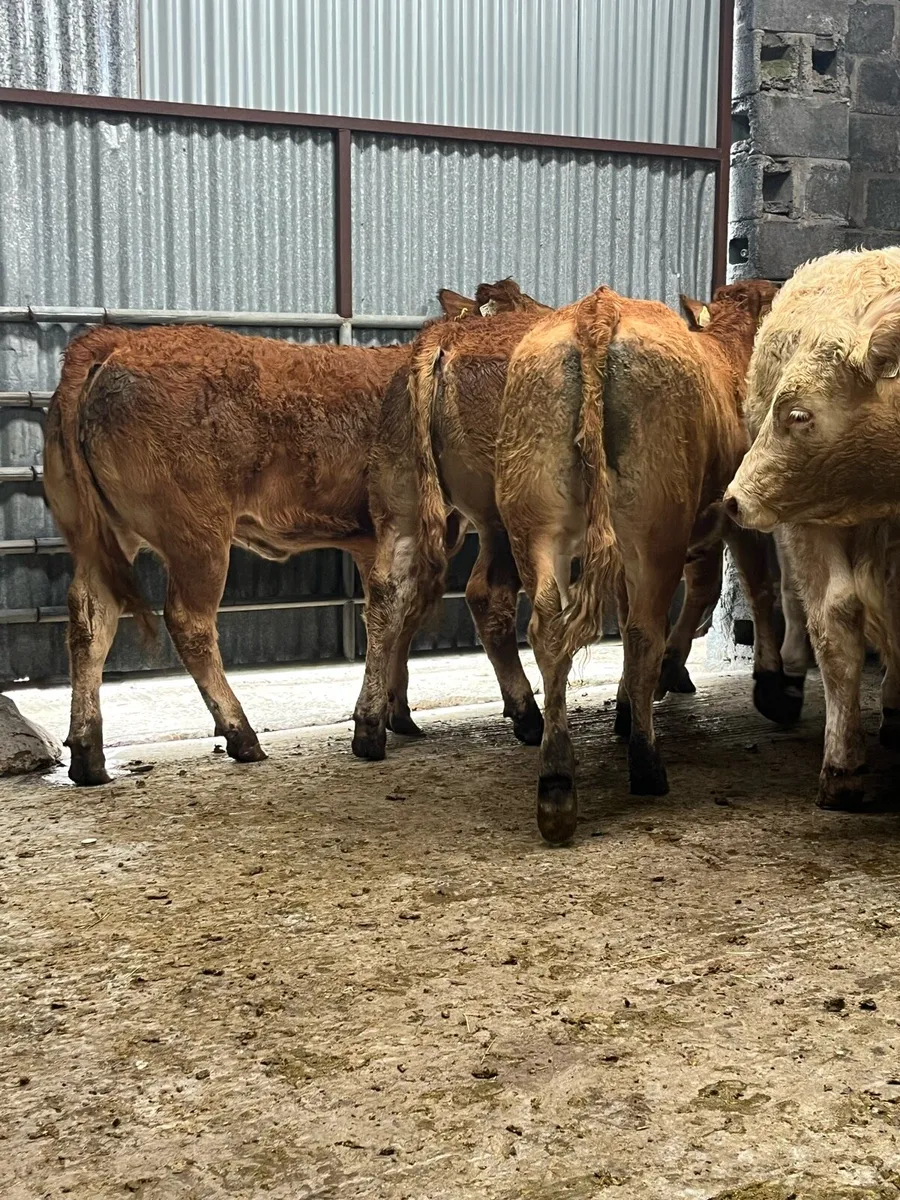10 super U grade heifers - Image 2