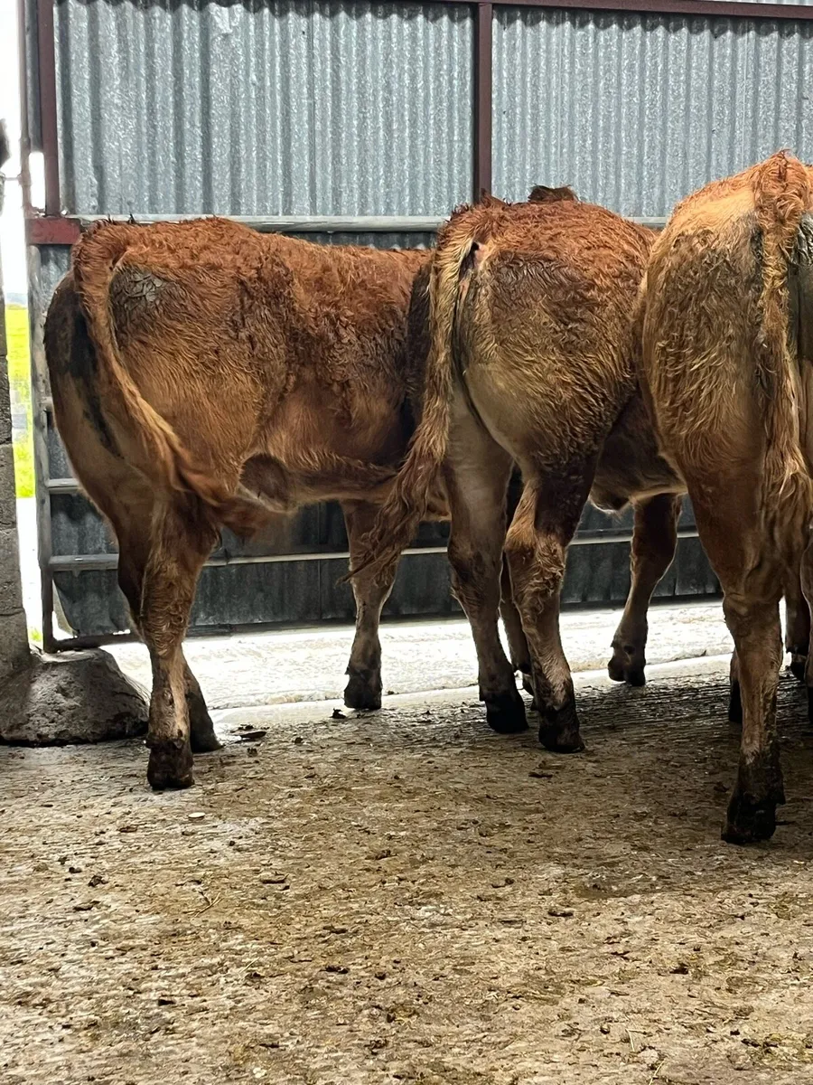 10 super U grade heifers - Image 3
