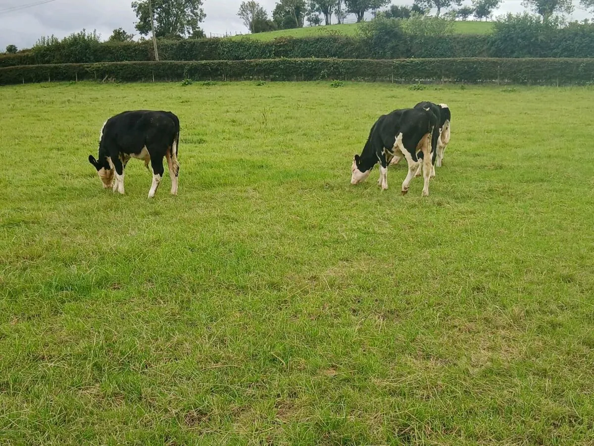 Hereford cattle forsale - Image 2