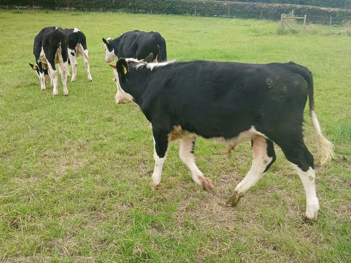 Hereford cattle forsale - Image 3