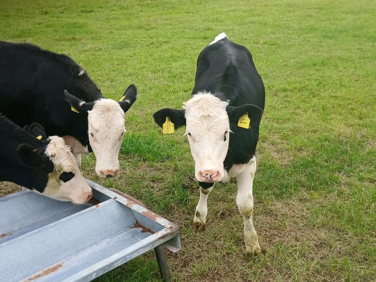 Hereford cattle forsale - Image 4