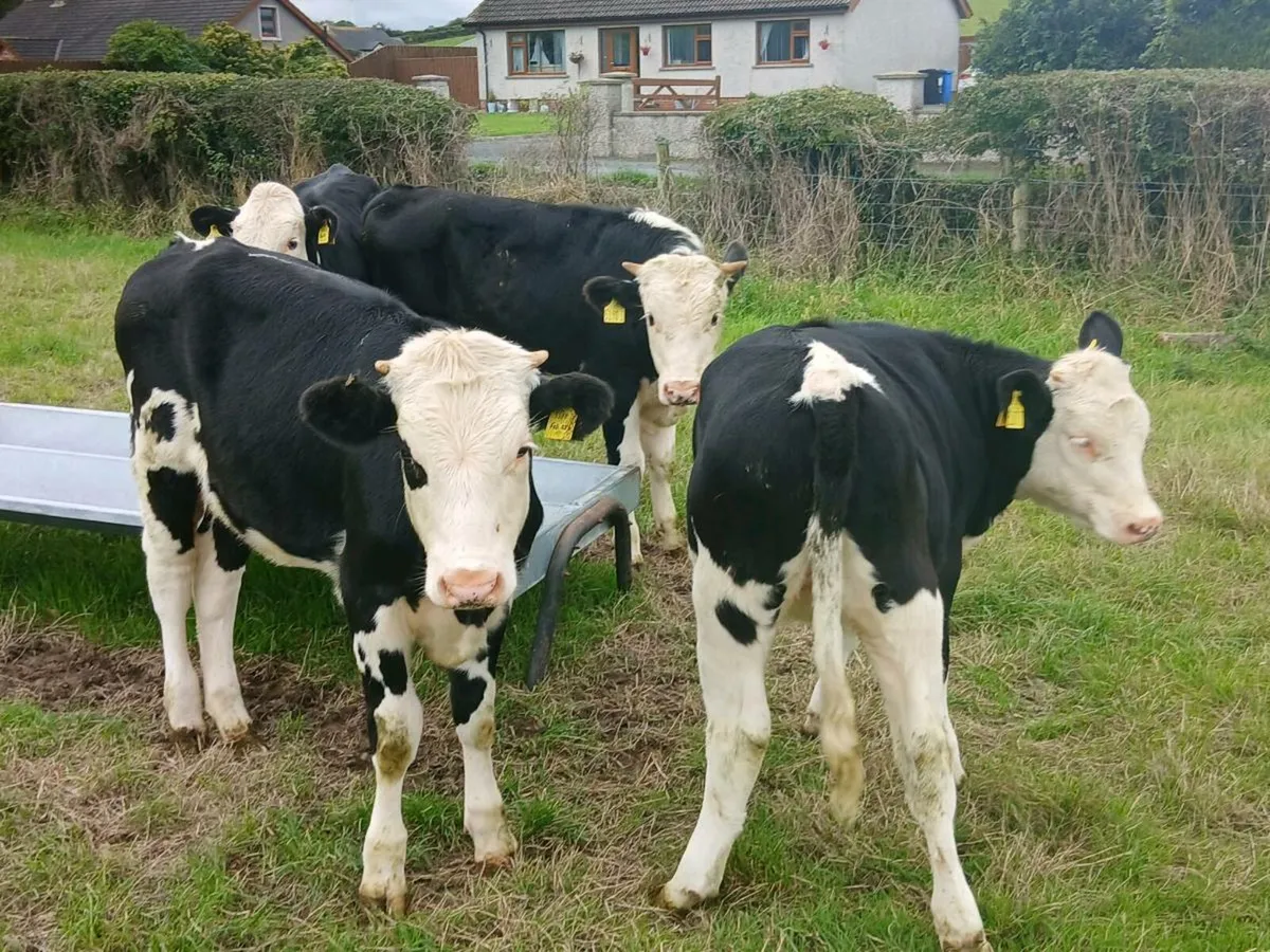 Hereford cattle forsale - Image 1
