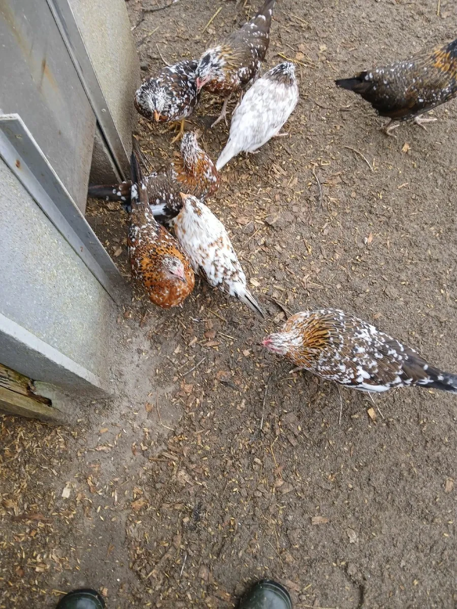 Bantam Pullets - Image 2