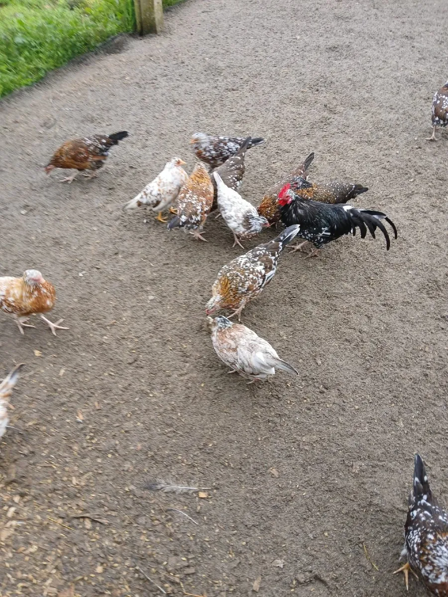 Bantam Pullets - Image 3