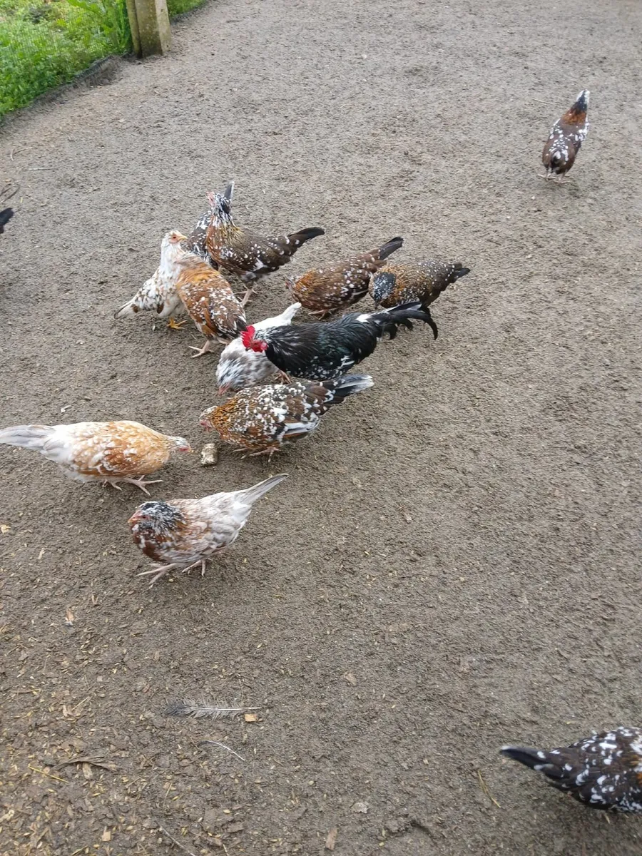 Bantam Pullets - Image 4