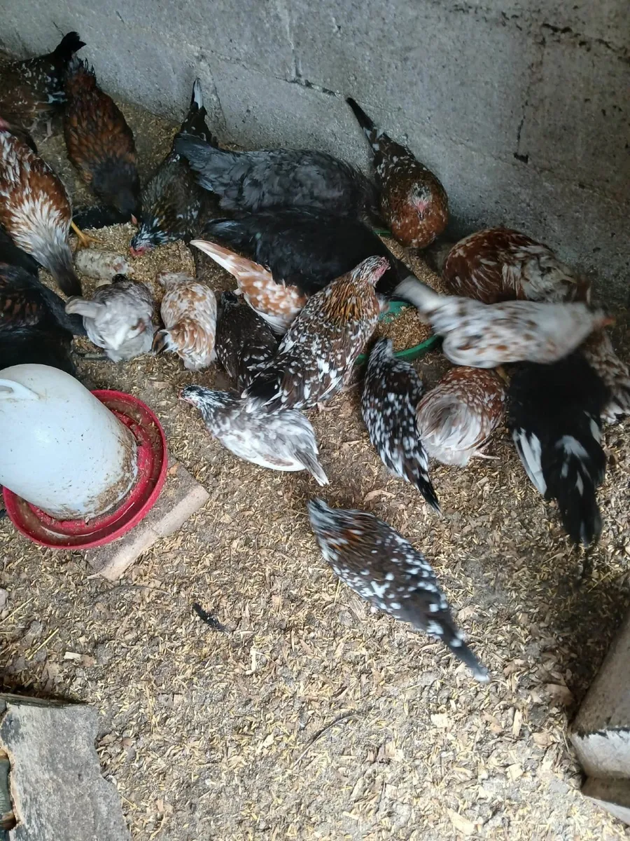 Bantam Pullets - Image 1