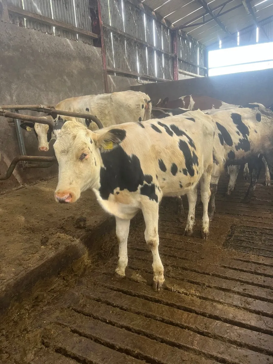 Maiden Dairy heifers - Image 1