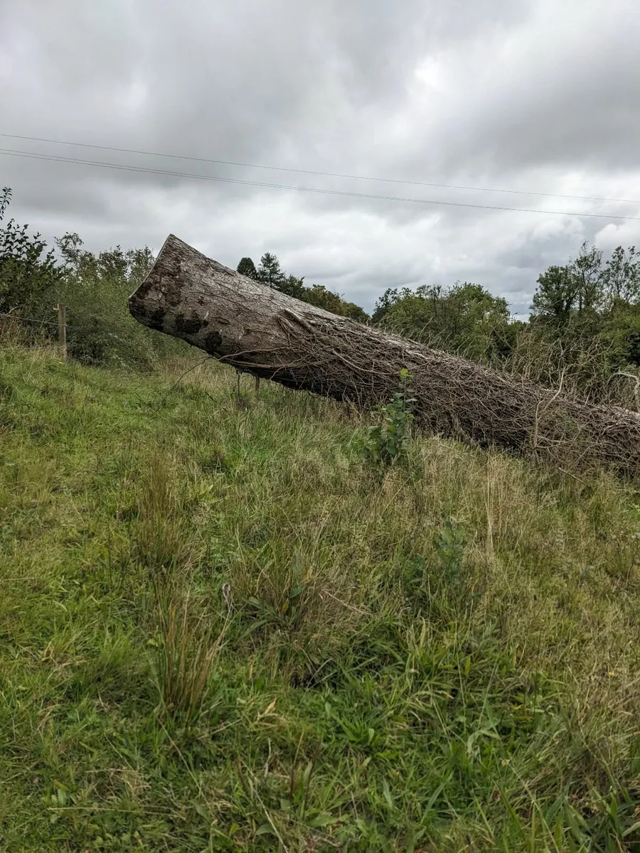 Timber Fire wood - Image 1