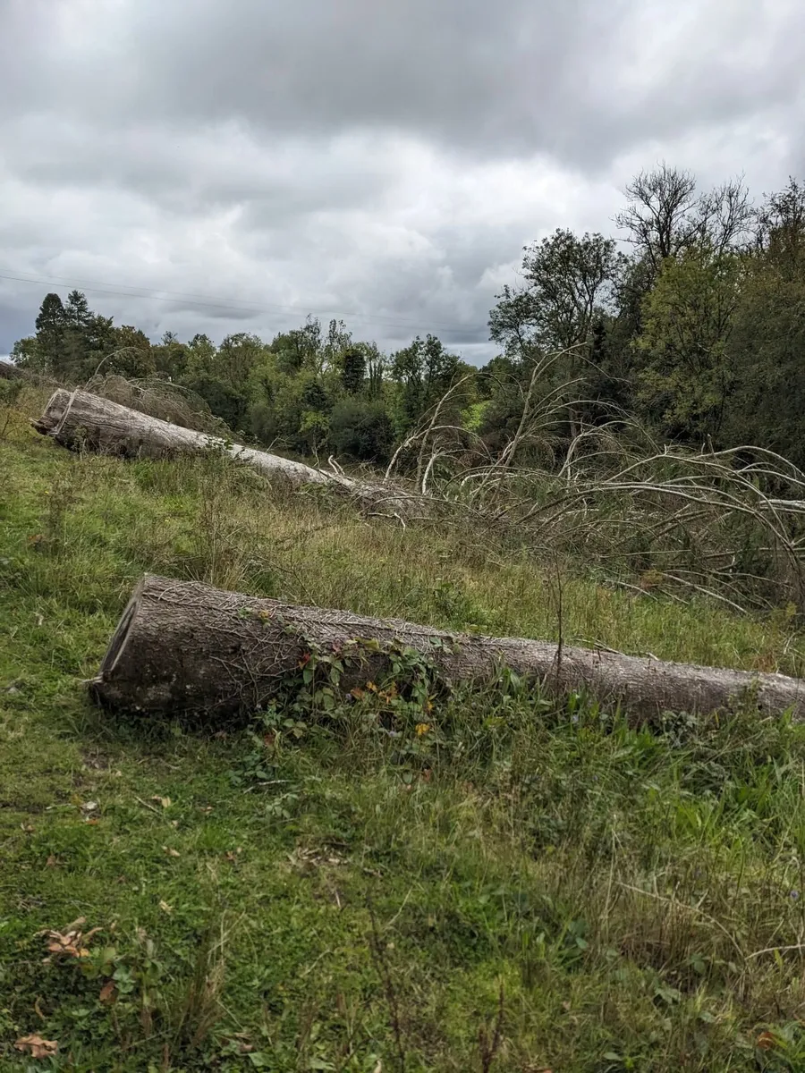 Timber Fire wood - Image 2