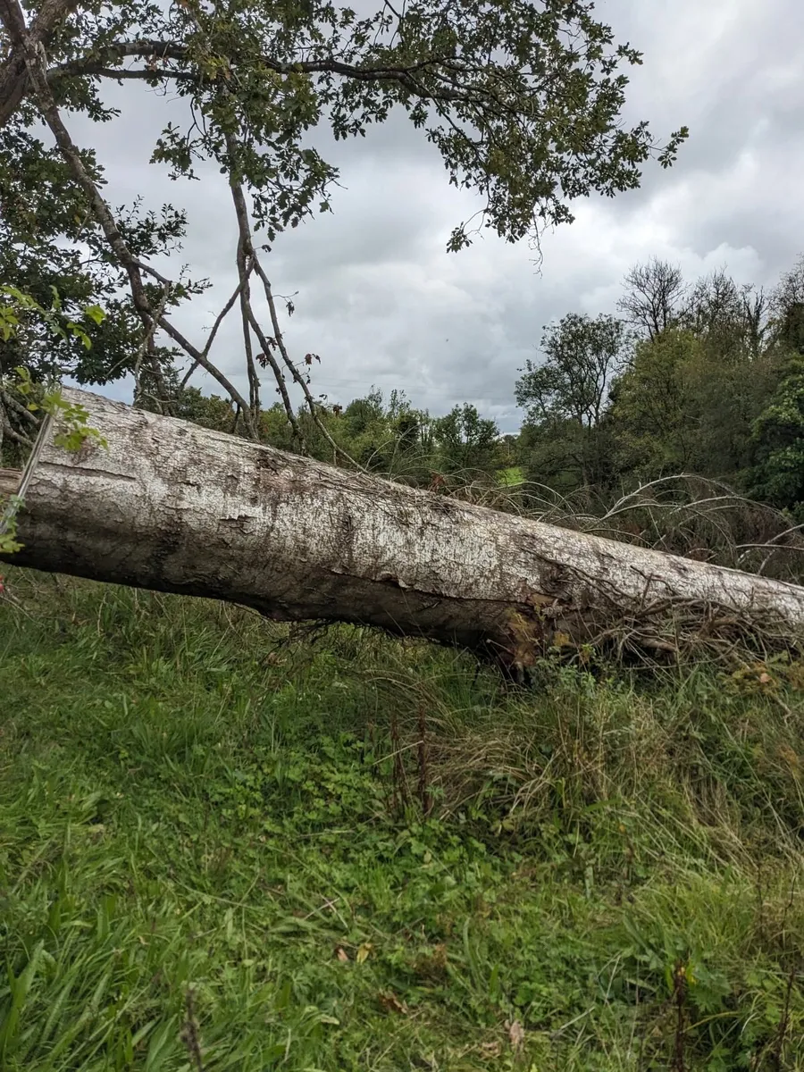Timber Fire wood - Image 3