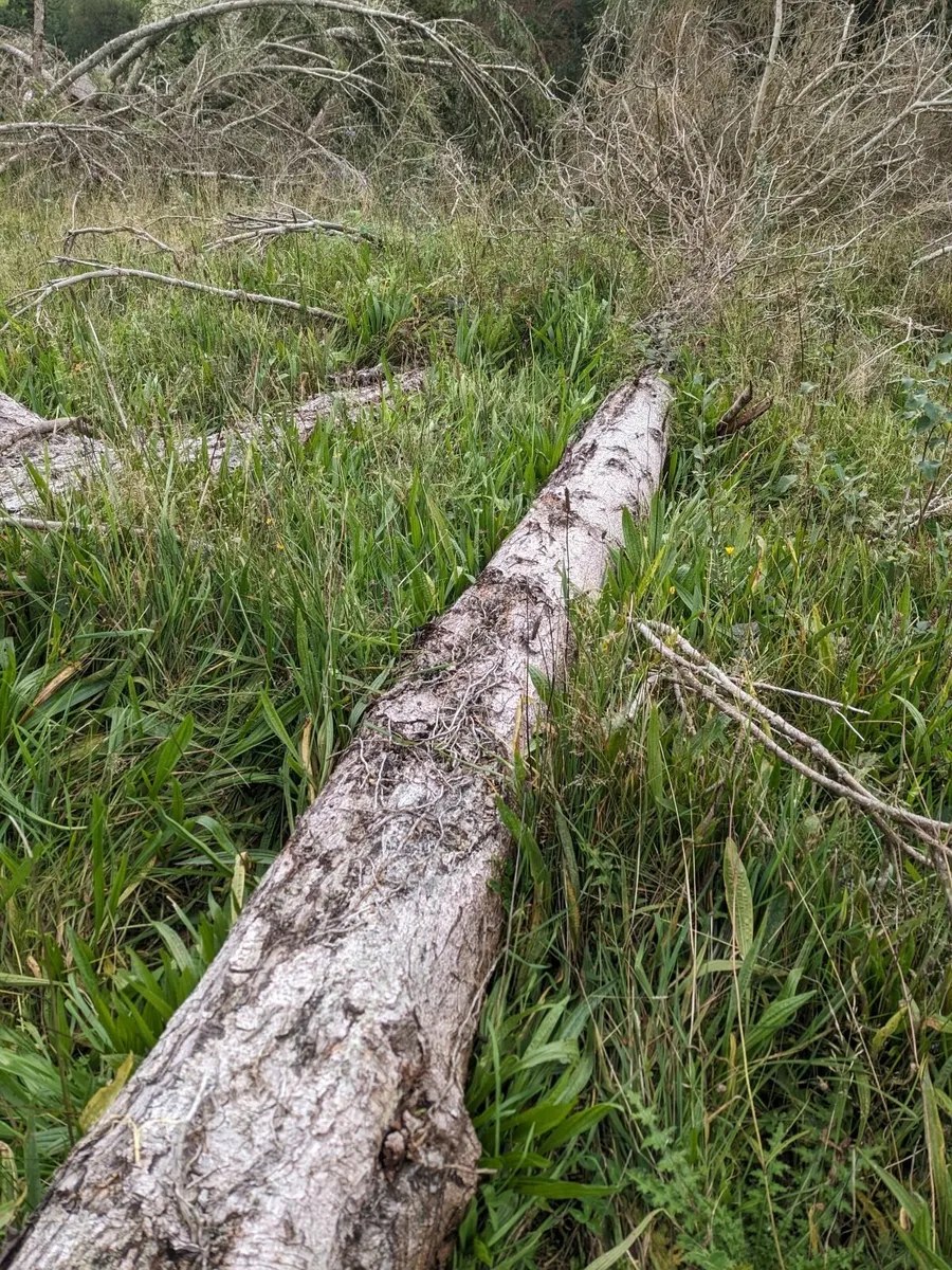 Timber Fire wood - Image 4