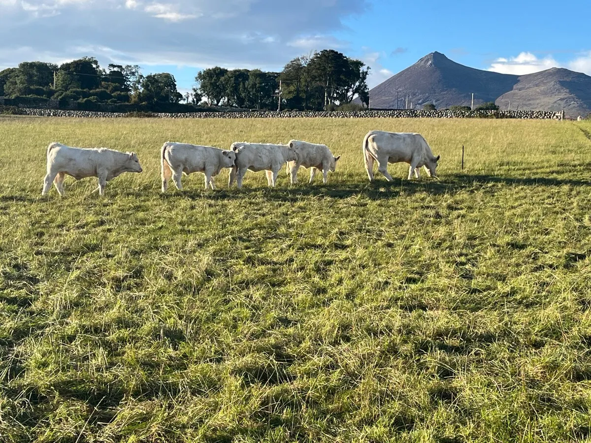 2 Registered Pedigree Charolais heifers - Image 2