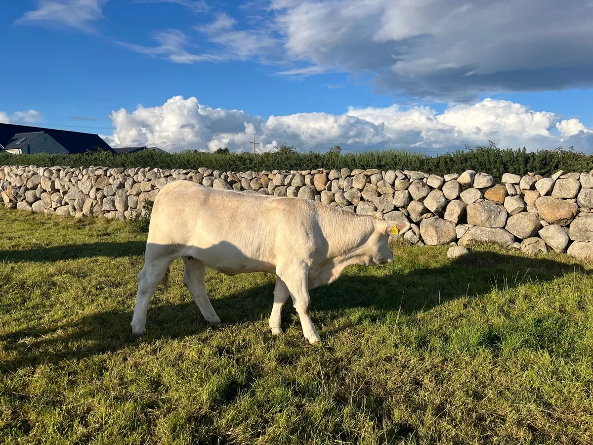 2 Registered Pedigree Charolais heifers - Image 3