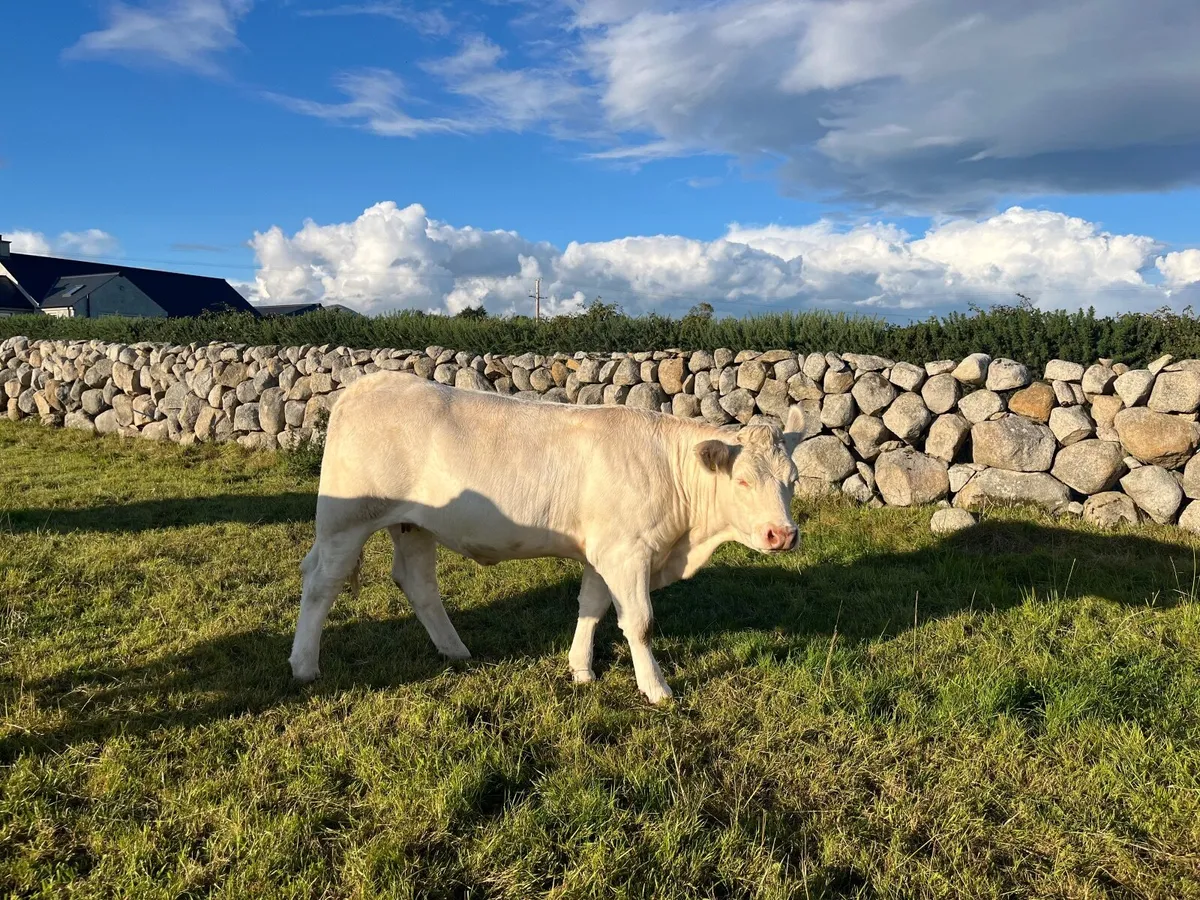 2 Registered Pedigree Charolais heifers - Image 4