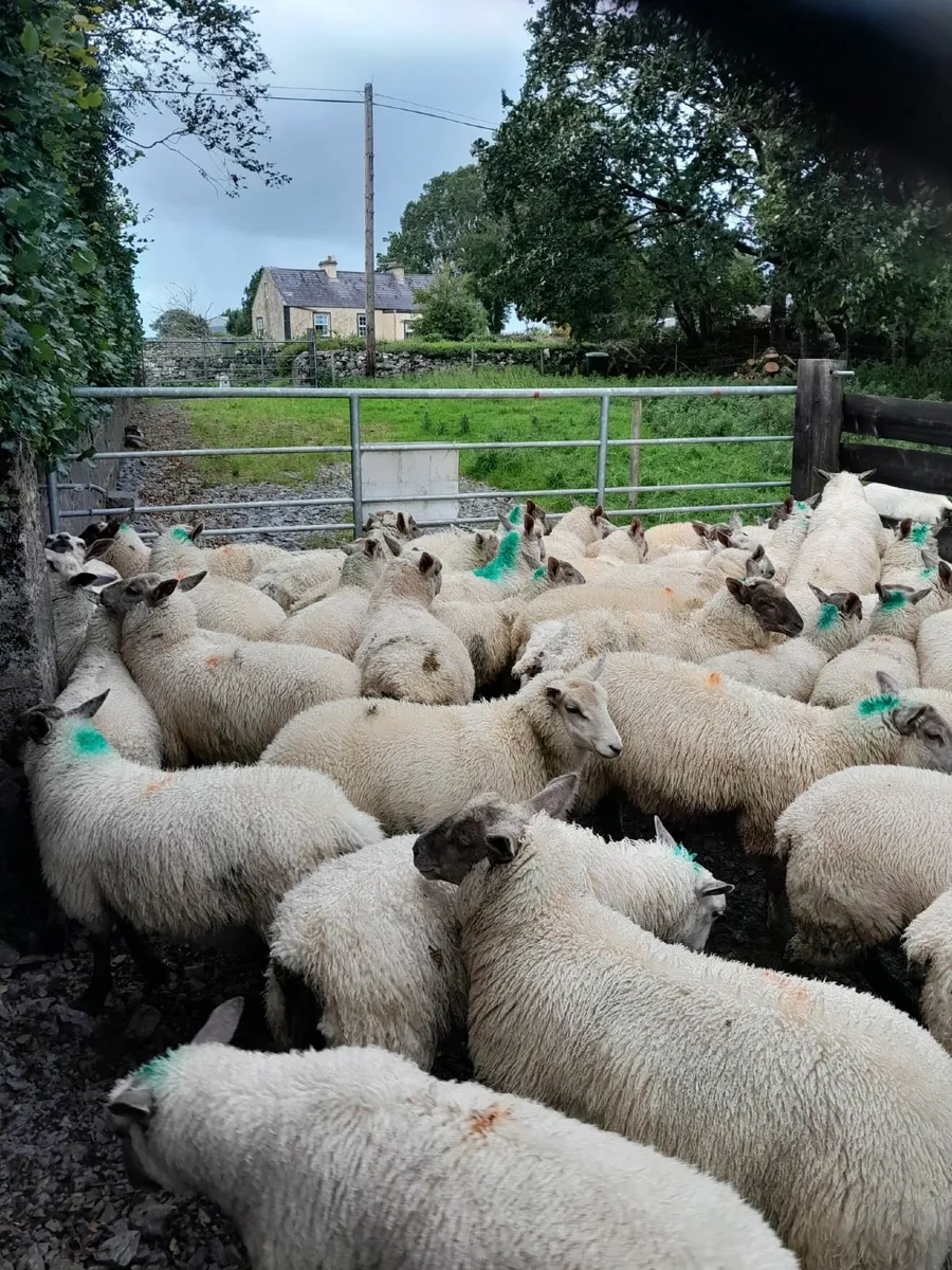 Store Lambs - Image 2