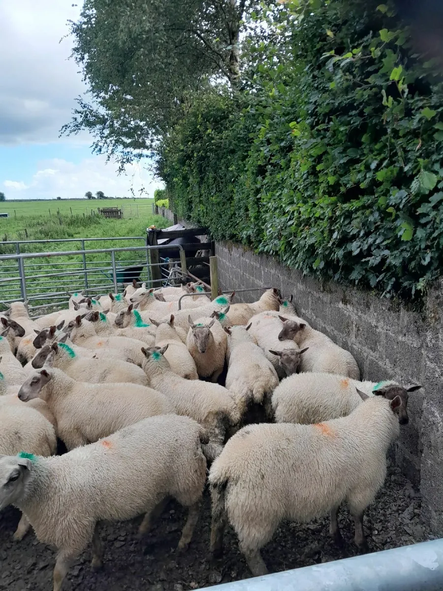 Store Lambs - Image 4