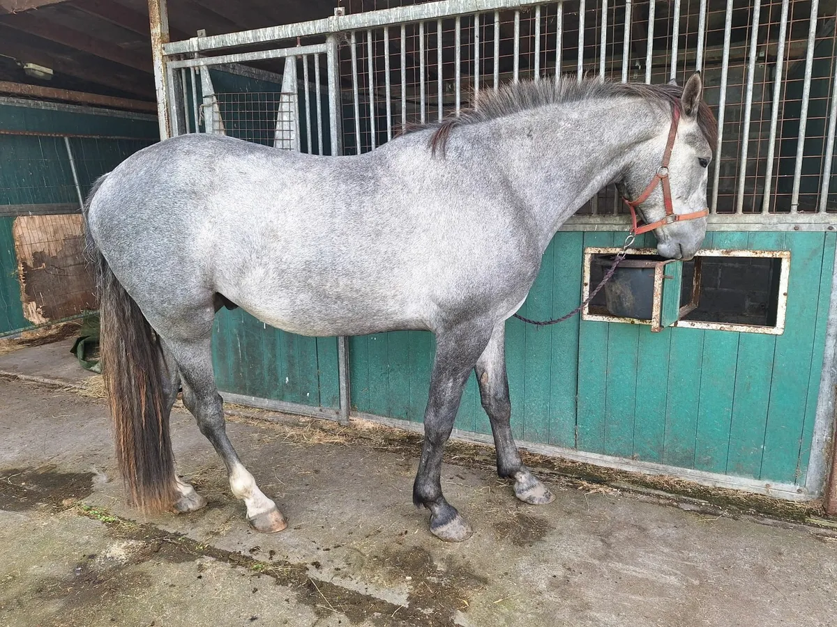 IRISH SPORTS HORSE - GELDING - 16.3/17hh - Image 3