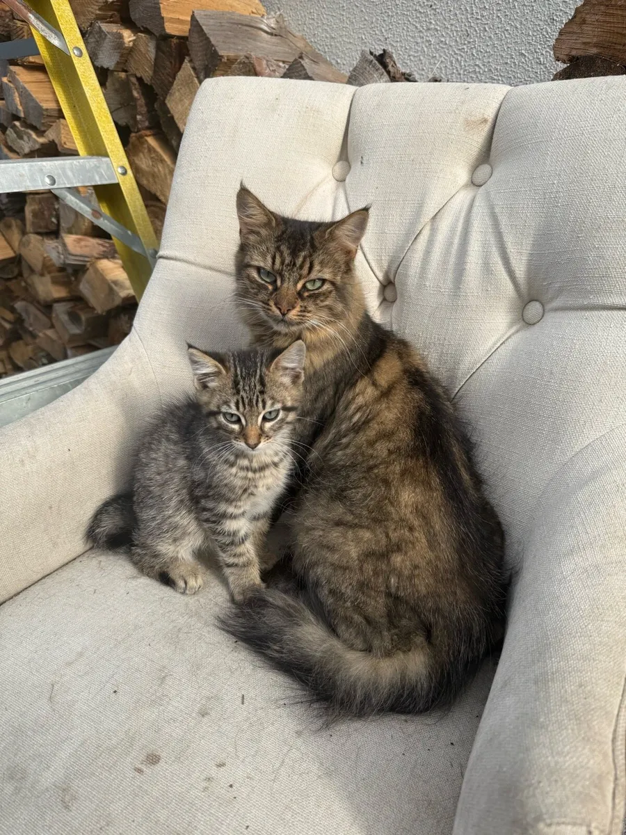 Kitten