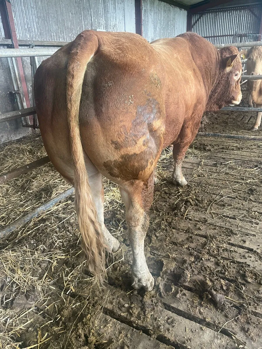 Limousin bull - Image 2