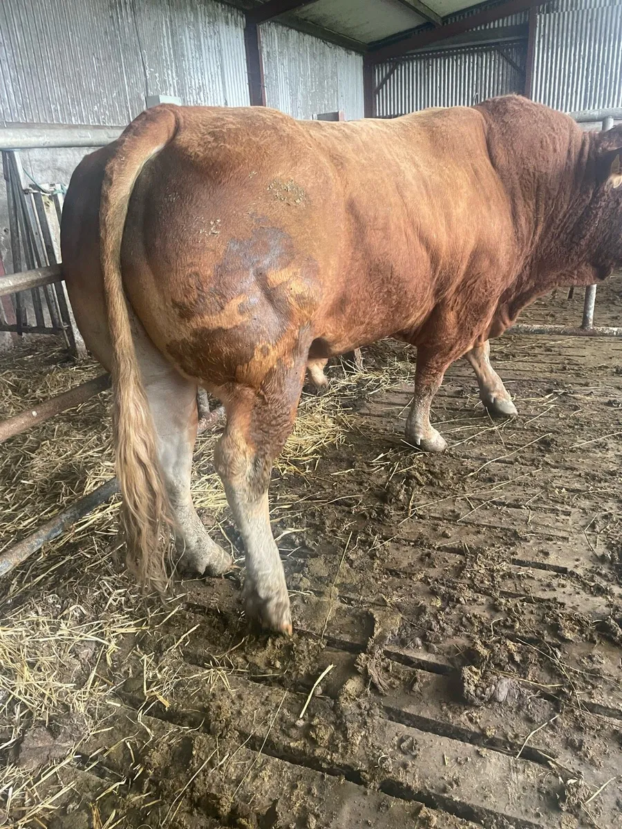 Limousin bull - Image 4