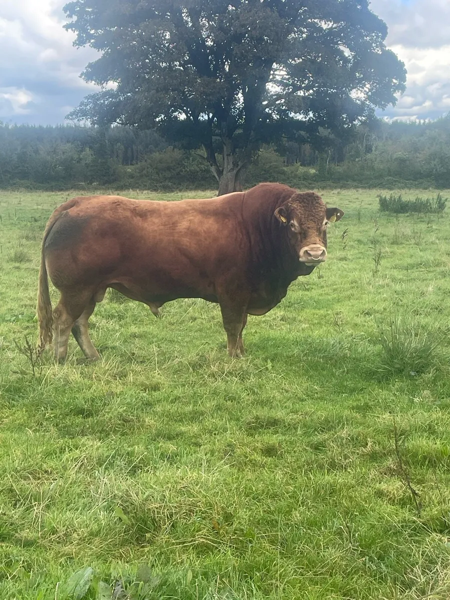 Limousin bull - Image 1