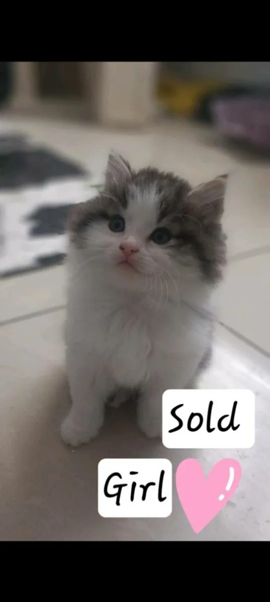kittens Norwegian forest mix - Image 4