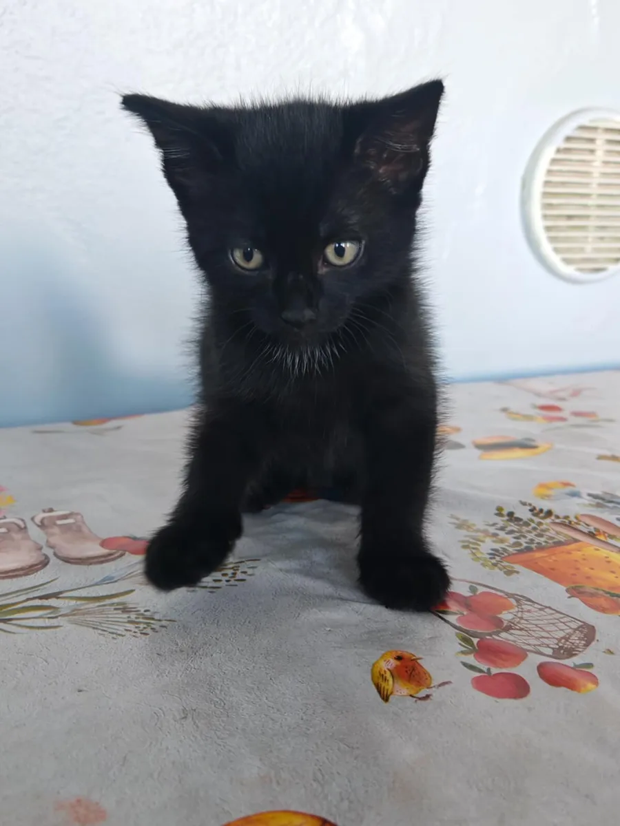 Kittens - Image 1