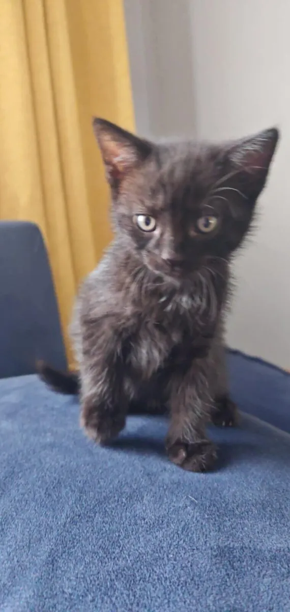 Kittens - Image 2
