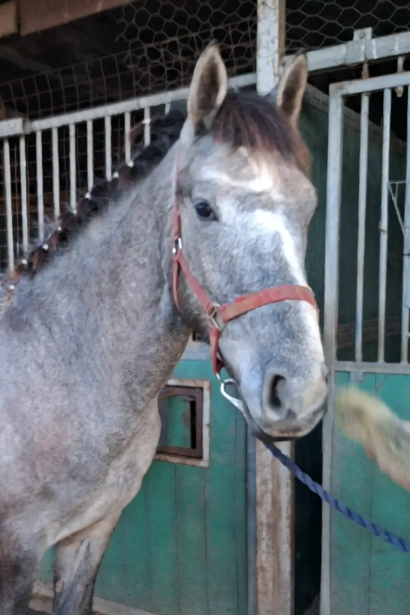 IRISH SPORTS HORSE - GELDING - 16.3/17hh - Image 1