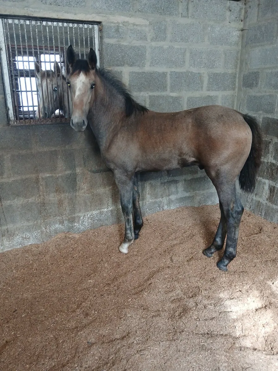 Irish draught colt foal - Image 2
