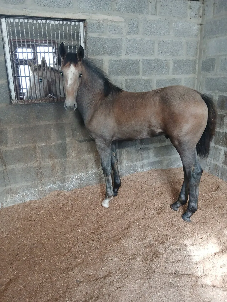 Irish draught colt foal - Image 3