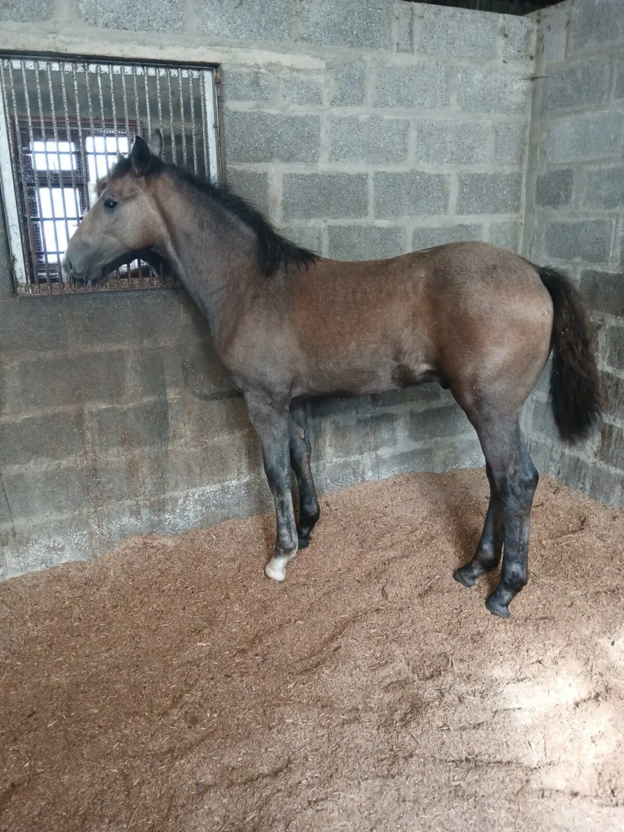 Irish draught colt foal - Image 1