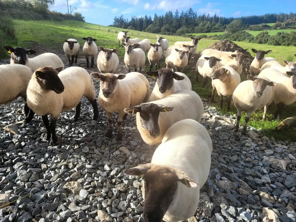 TexSuffock X Hoggets Lot 15 - Image 1