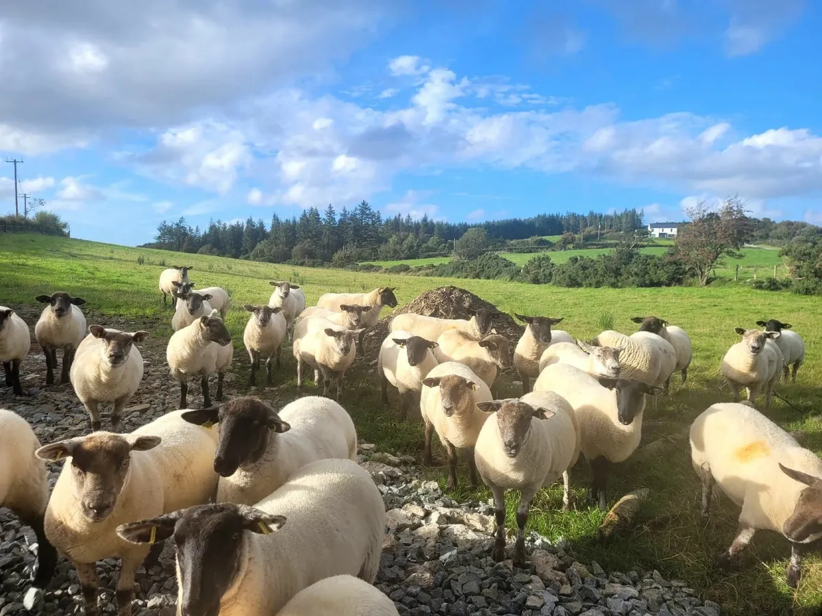 TexSuffock X Hoggets Lot 15 - Image 2