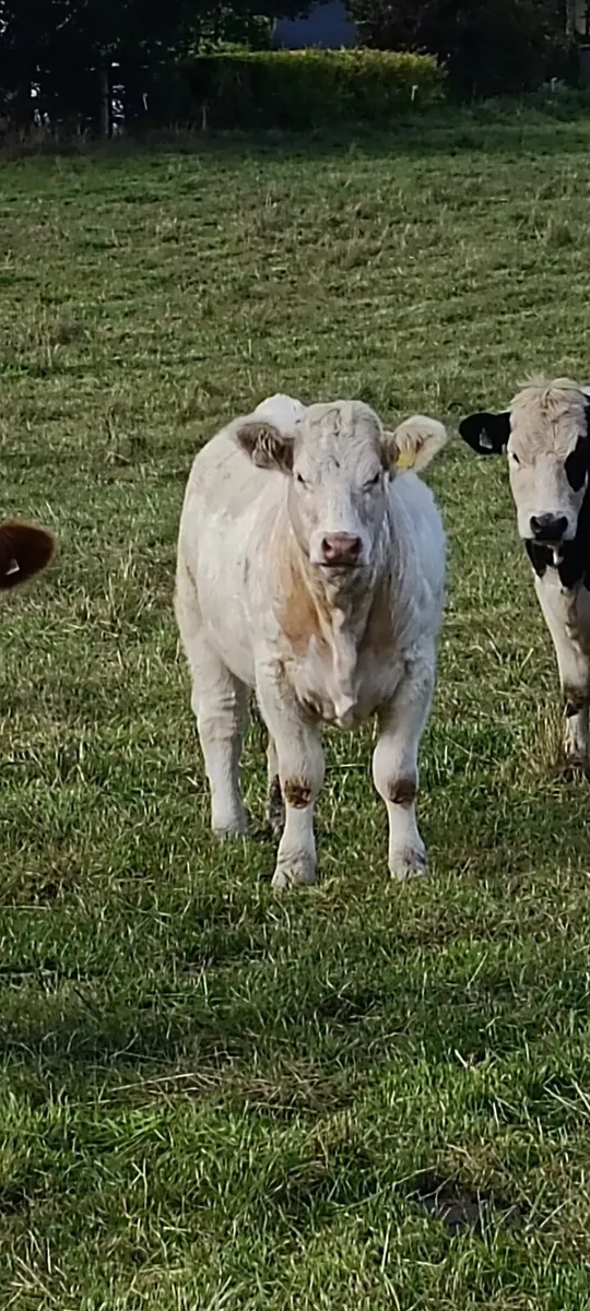Pedigree charolais heifer - Image 1