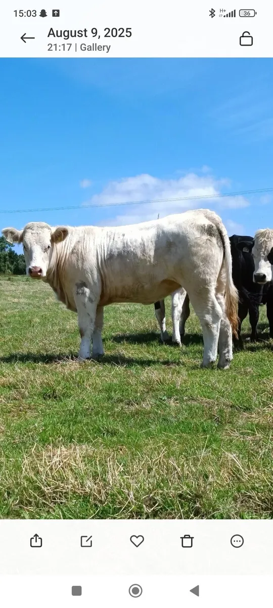 Pedigree charolais heifer - Image 3