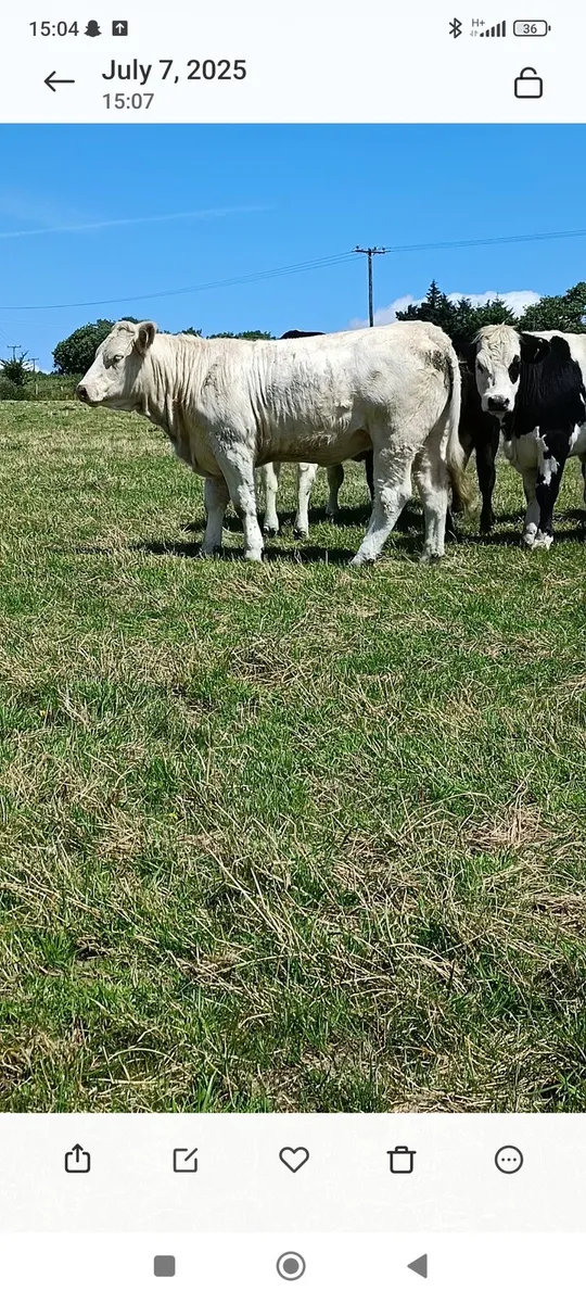 Pedigree charolais heifer - Image 4
