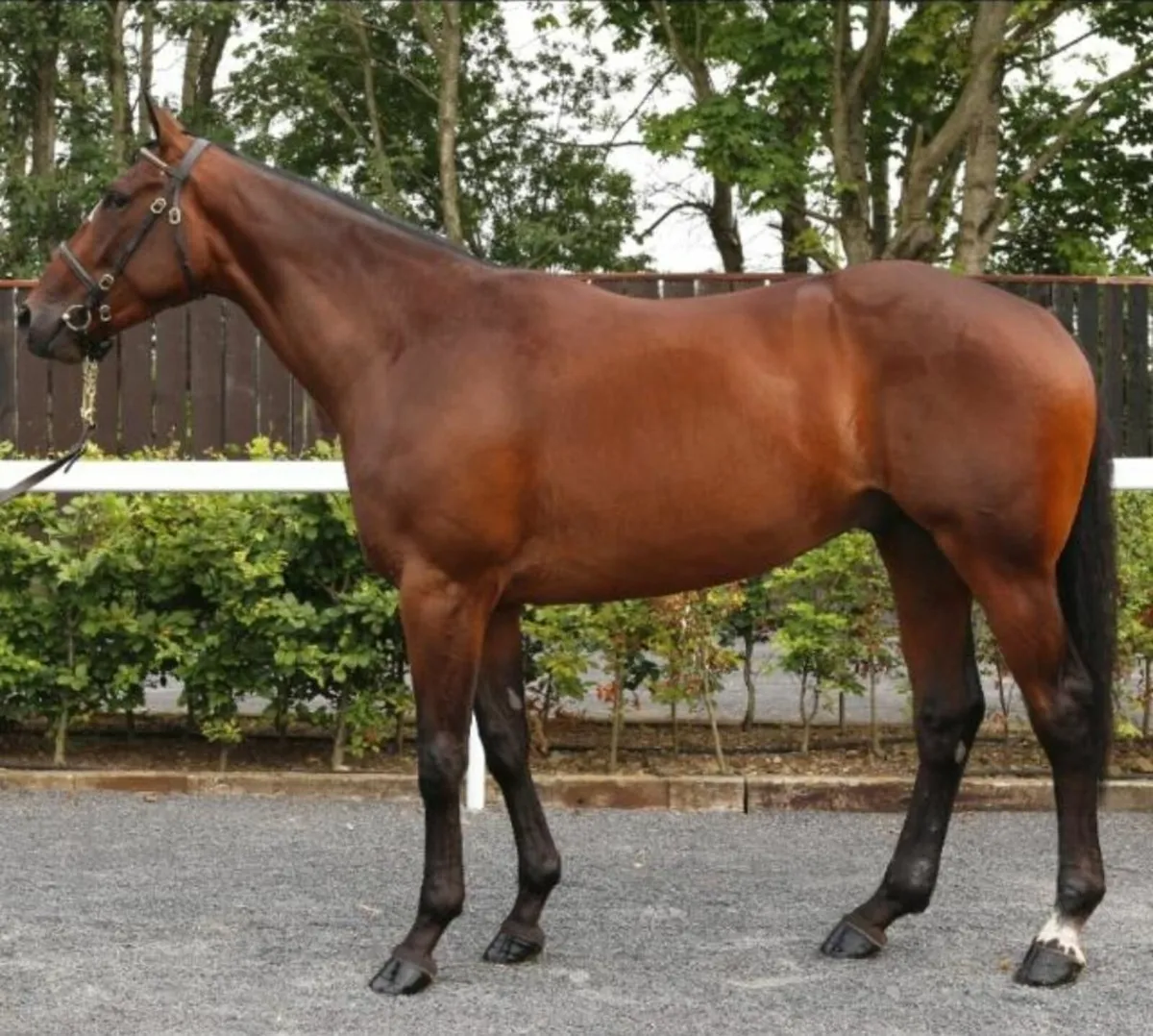 16,2 ridding gelding available for share. - Image 1