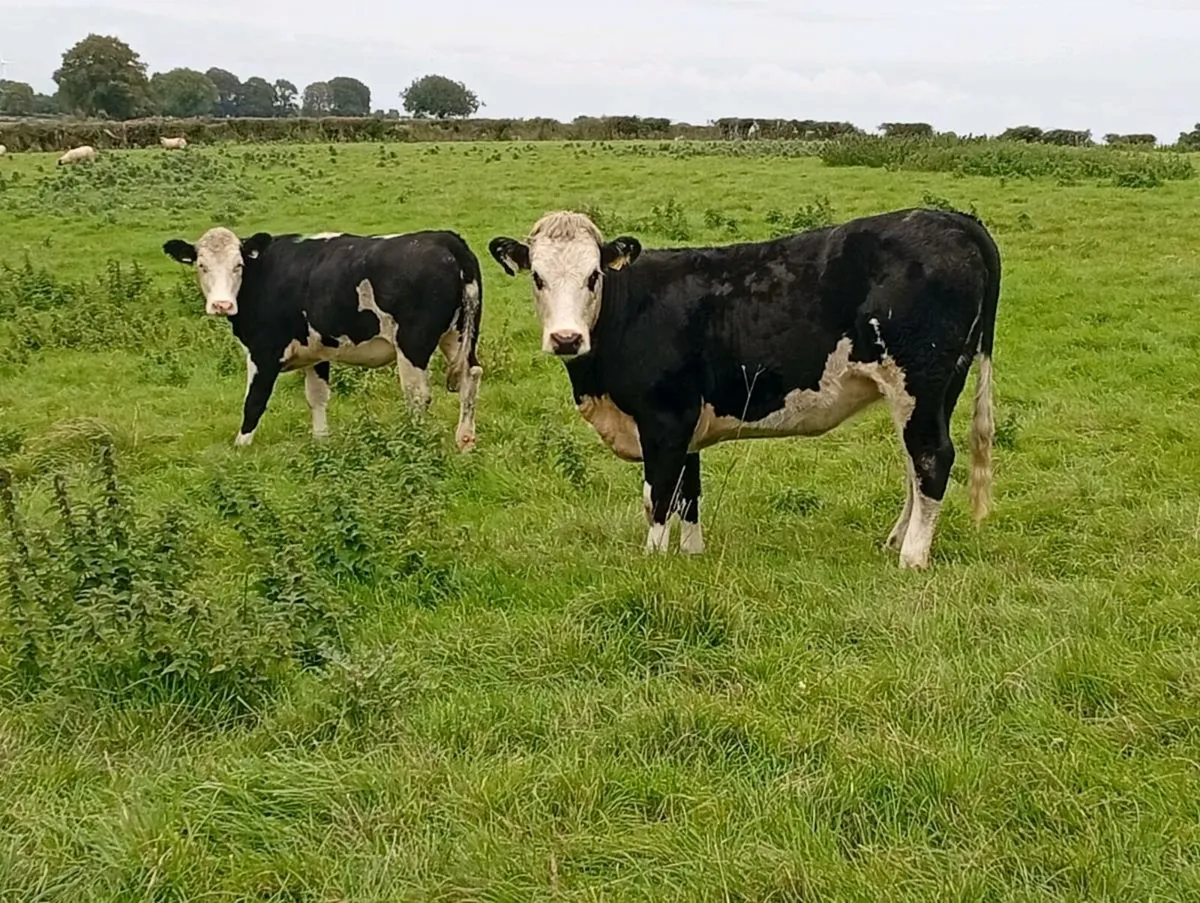 11 Hereford heifers - Image 1