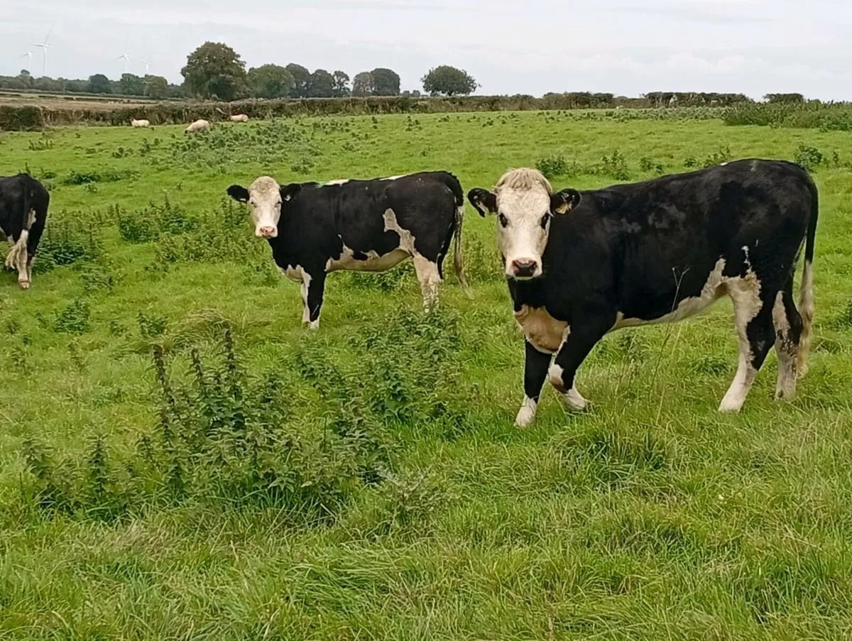 11 Hereford heifers - Image 2