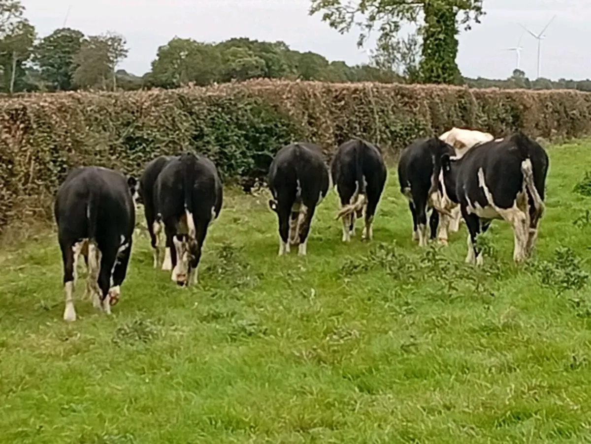 11 Hereford heifers - Image 3