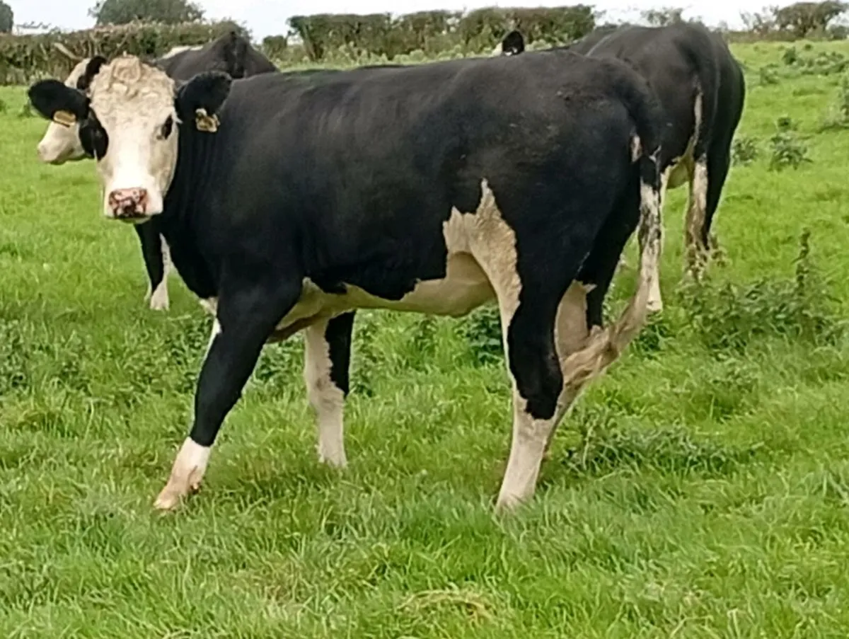 11 Hereford heifers - Image 4