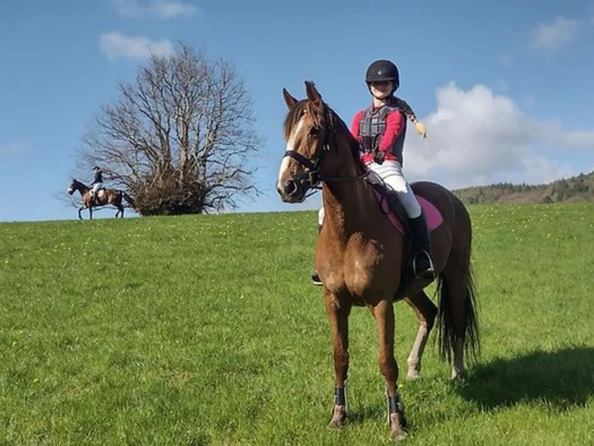 Sport horse, all rounder - Image 2