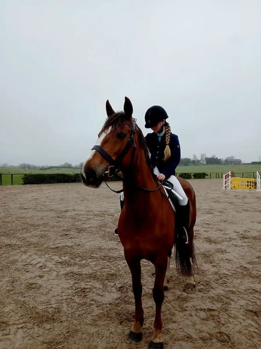 Sport horse, all rounder - Image 3