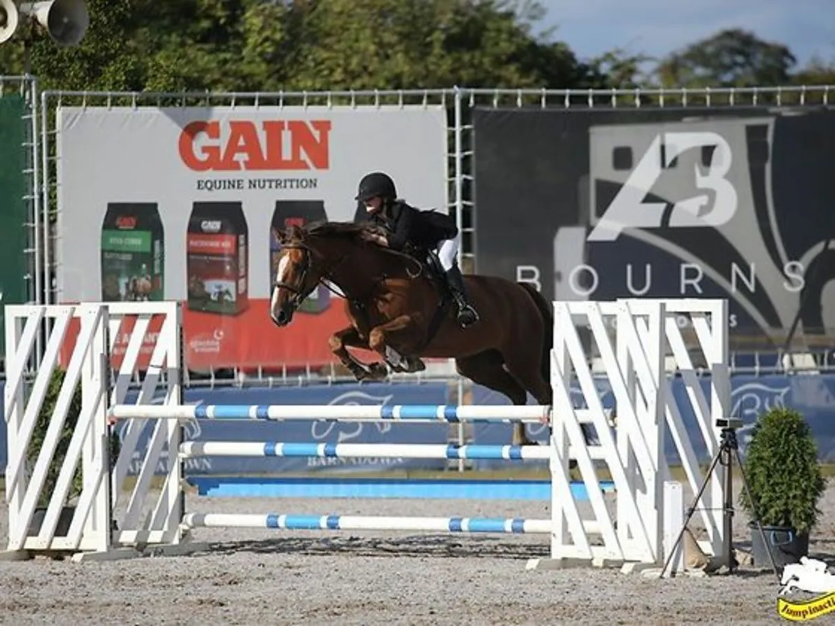 Sport horse, all rounder - Image 1