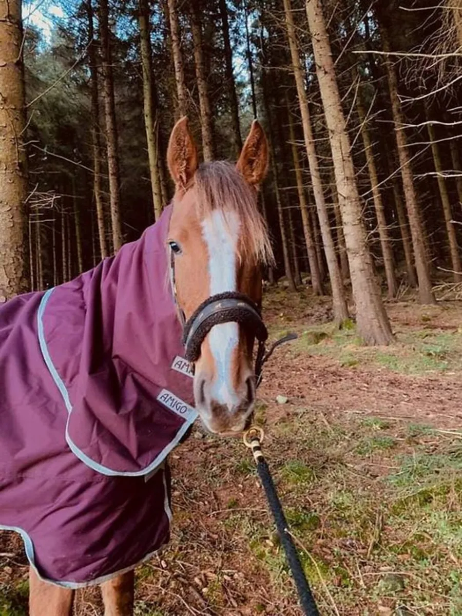 Sport horse, all rounder - Image 4