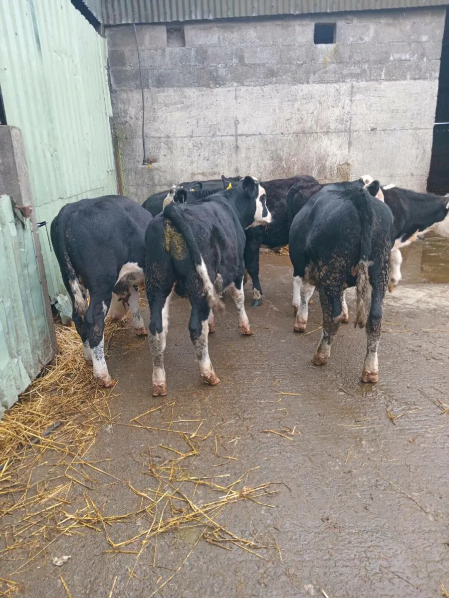 7 super hereford bull weanlings - Image 1