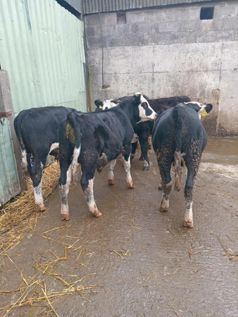 7 super hereford bull weanlings - Image 2